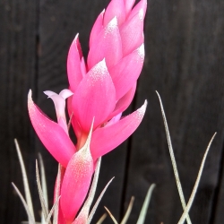 Tillandsia Houston Candy