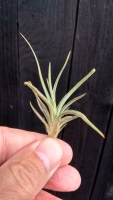 Tillandsia argentina