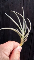 Tillandsia glabrior