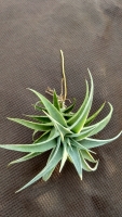 Tillandsia edithae