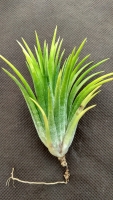 Tillandsia ionantha ,,Sumo Size White,,