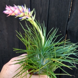 Tillandsia stricta