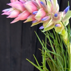 Tillandsia stricta