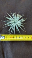 Tillandsia tectorum ,,Snow,, M