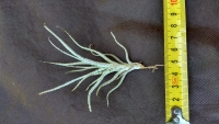 Tillandsia chusgonensis