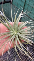 Tillandsia oaxacana