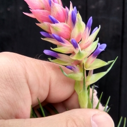 Tillandsia stricta