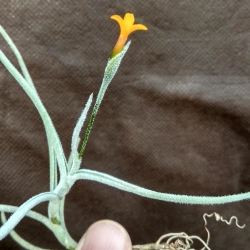 Tillandsia crocata ?