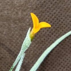 Tillandsia crocata ?