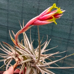 Tillandsia jucunda var.viridiflora