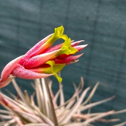 Tillandsia jucunda var.viridiflora