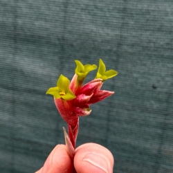 Tillandsia jucunda var.viridiflora