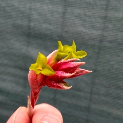 Tillandsia jucunda var.viridiflora