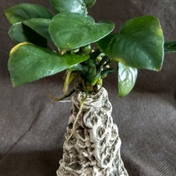 Anubias nana