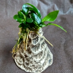 Anubias nana mini