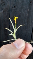 Tillandsia capillaris x Tillandsia crocata 