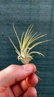 Tillandsia ionantha ,,Druid,,