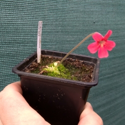 Pinguicula laueana 