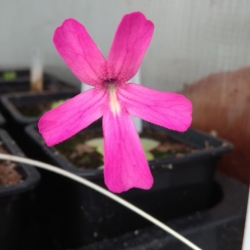 Pinguicula laueana 