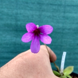 Pinguicula Red Starfisch 