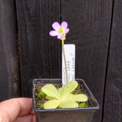 Pinguicula agnata ,,Small leaf,, Thomas Carow