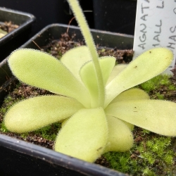 Pinguicula agnata ,,Small leaf,, Thomas Carow