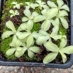 Pinguicula ANPA-A 