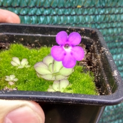 Pinguicula cyclosecta