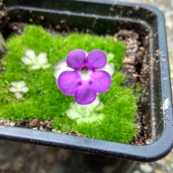 Pinguicula cyclosecta