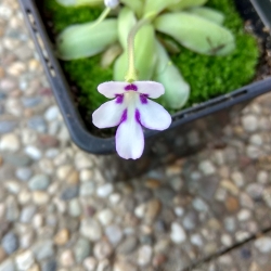 Pinguicula ANPA-A 