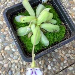 Pinguicula ANPA-A 