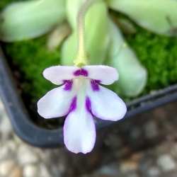 Pinguicula ANPA-A 