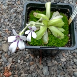 Pinguicula ANPA-A 