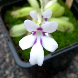 Pinguicula ANPA-A 