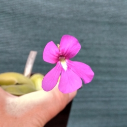 Pinguicula colimensis x moranensis 