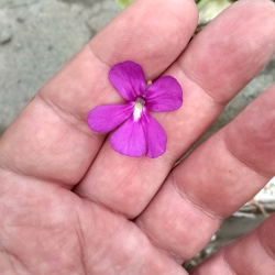 Pinguicula colimensis x moranensis 