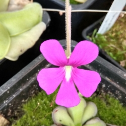 Pinguicula colimensis x moranensis 