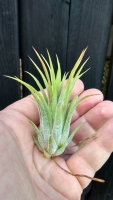 Tillandsia ionantha 'Honduras'