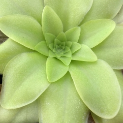 Pinguicula laueana 