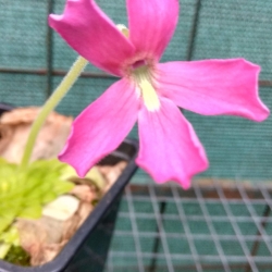 Pinguicula laueana x moranensis