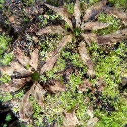 Pinguicula Red Starfisch 