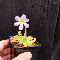 Pinguicula agnata 