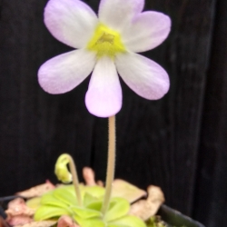 Pinguicula agnata 