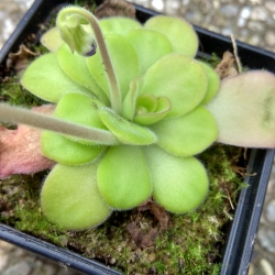 Pinguicula agnata 