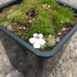 Pinguicula esseriana ,Black leaf,