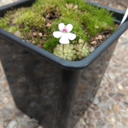 Pinguicula esseriana ,Black leaf,