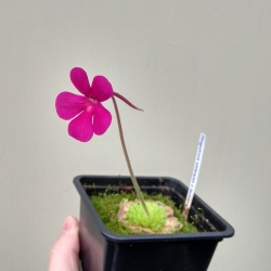 Pinguicula ehlersiae x laueana 