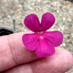 Pinguicula ehlersiae x laueana 