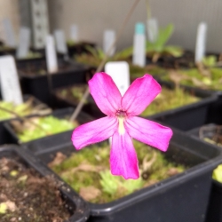 Pinguicula moranensis white x P. laueana 