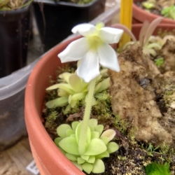 Pinguicula moranensis white 